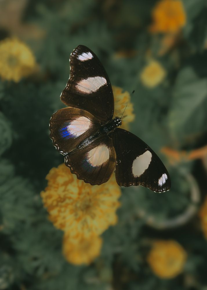 Photograph by Dr.vikram Rajpoot