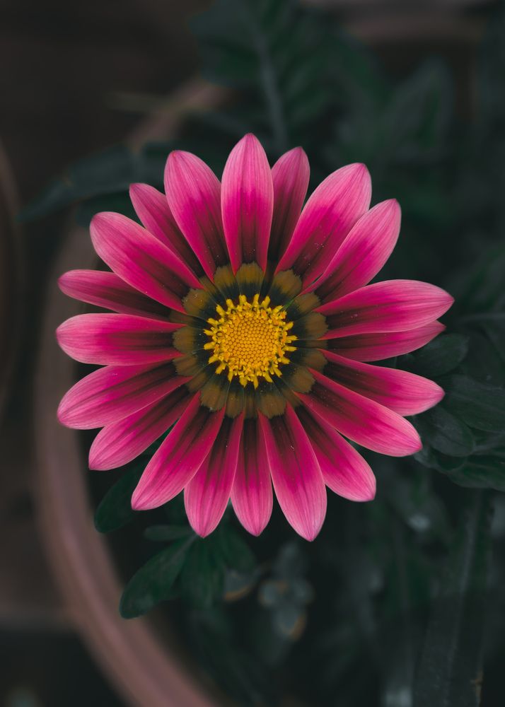 Photograph by Dr.vikram Rajpoot