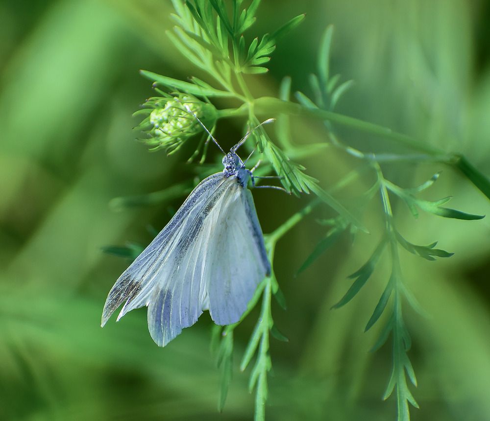 Беляночка горошковая