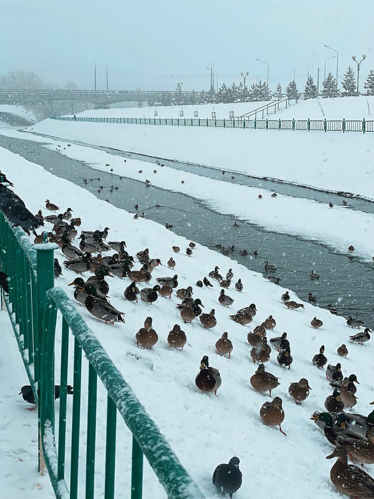 Photograph by Ирина Шевцова