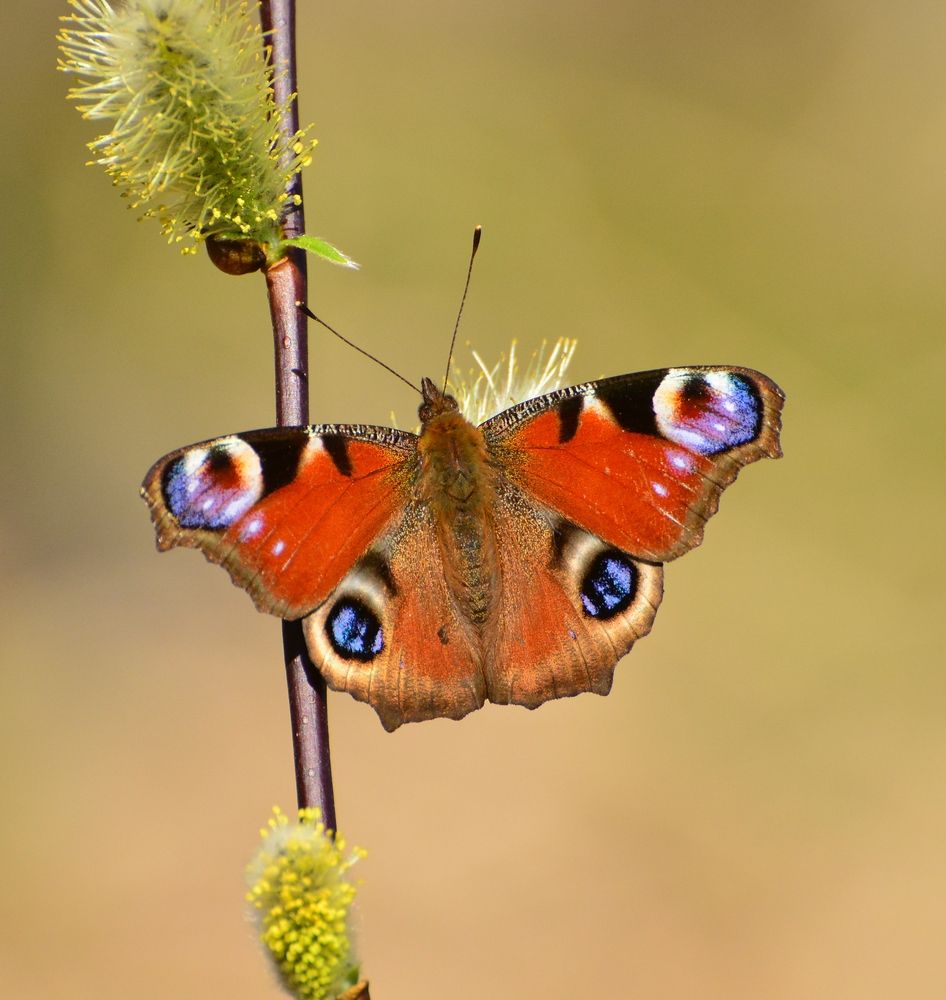 Photograph by Владислав Иопек