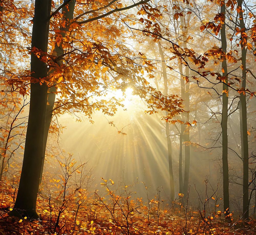 Photograph by Эльза