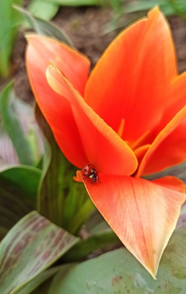 Photograph by Виорика Фоменко