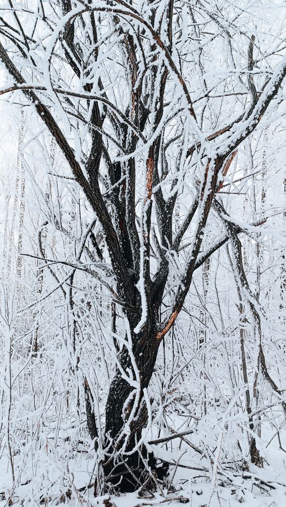 Photo #11914990