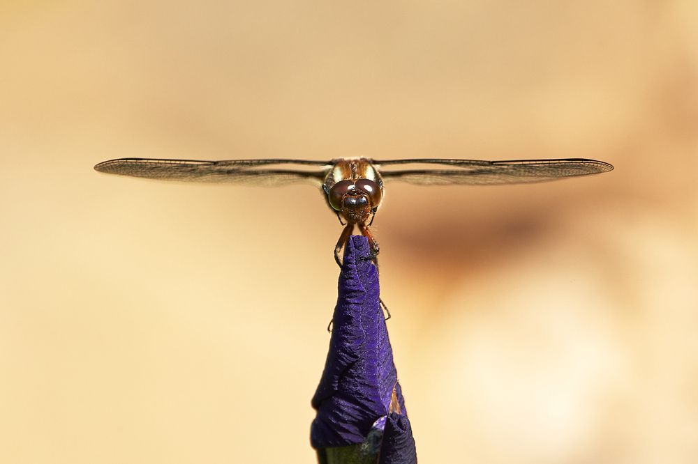 Photograph by Alexey Bogdanov