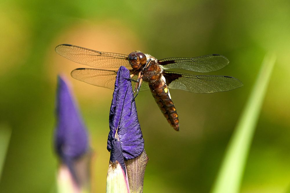 Photograph by Alexey Bogdanov