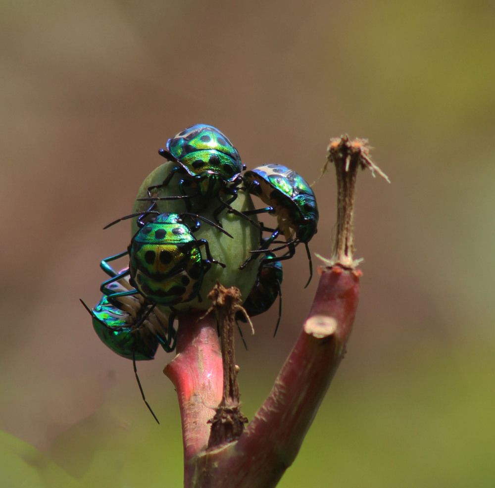 Фотография автора Sushma Mishra