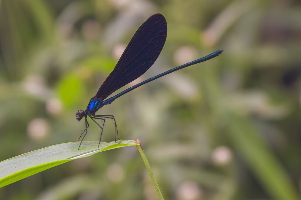 Damselfly