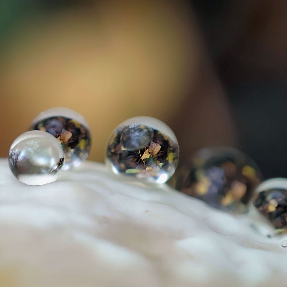 FUNGI MIRACLE