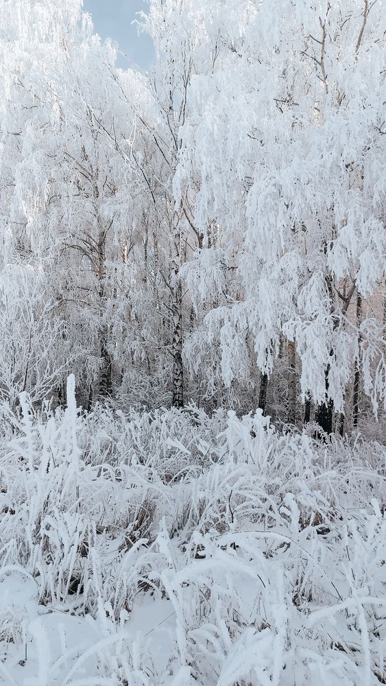 Photo #11915203