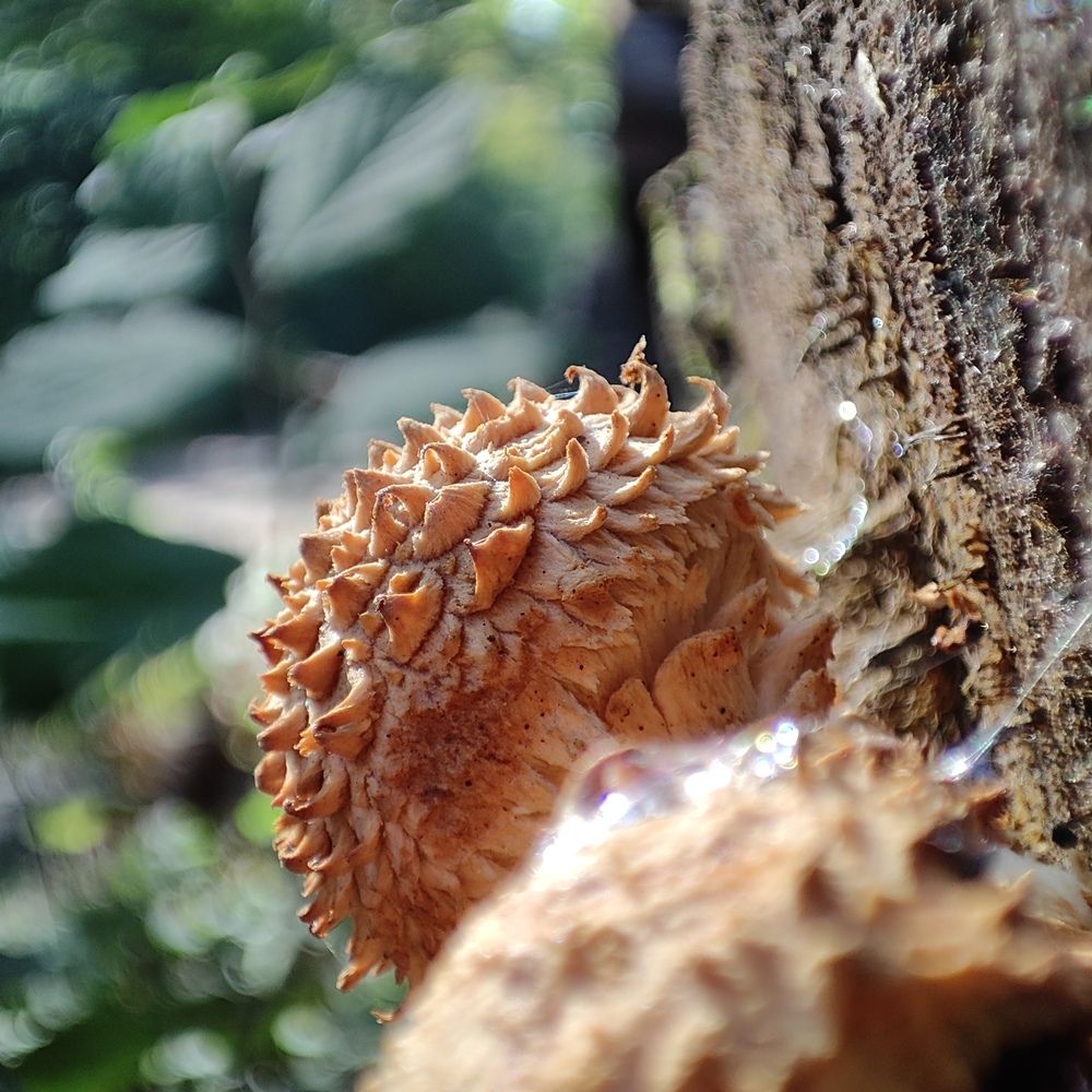 HEDGEHOG MUSHROOM