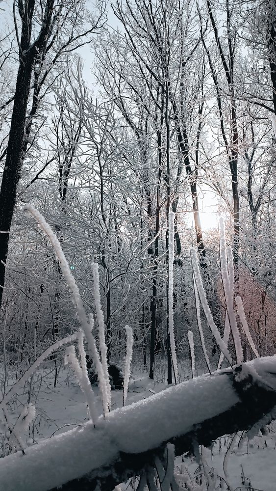 Photo #11915284