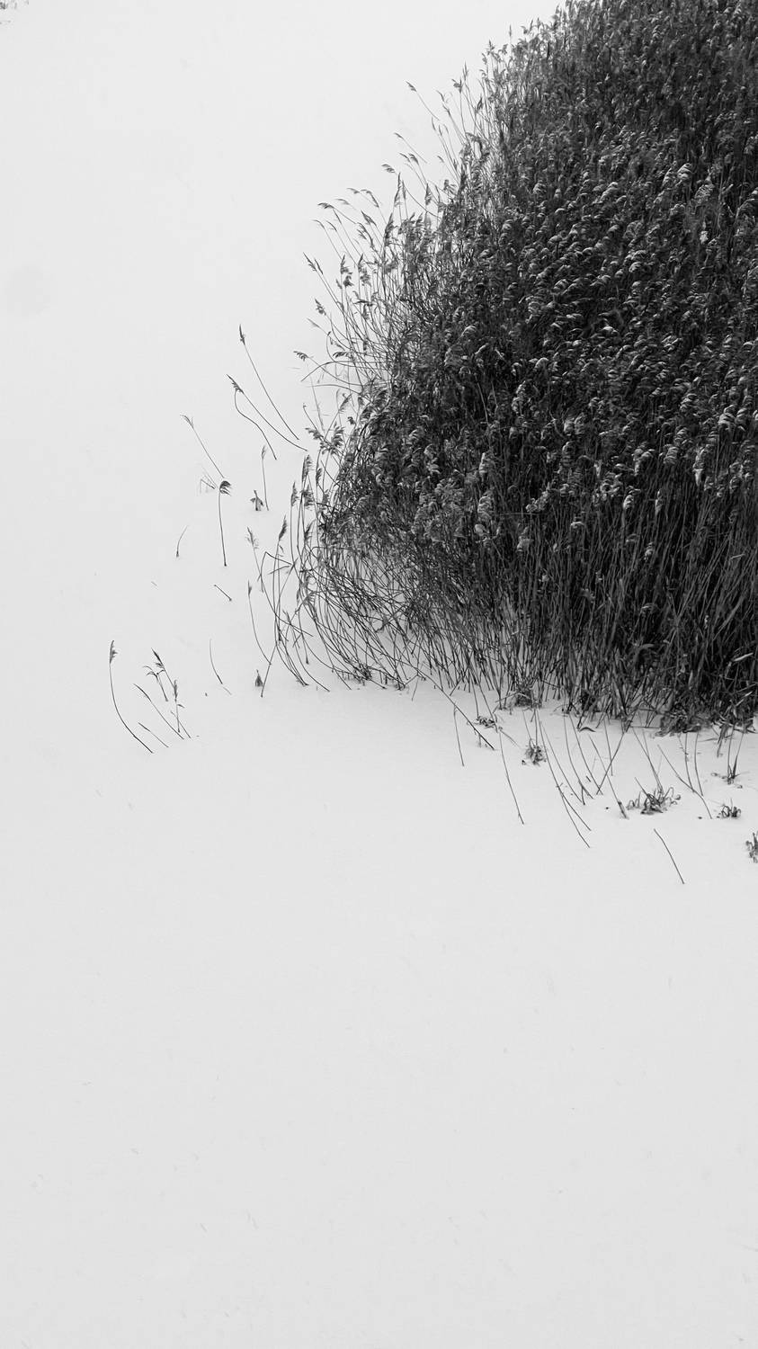 Photo #11915338