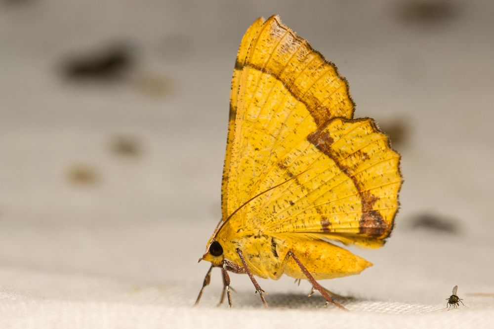 Фотография автора Ashir Kumar