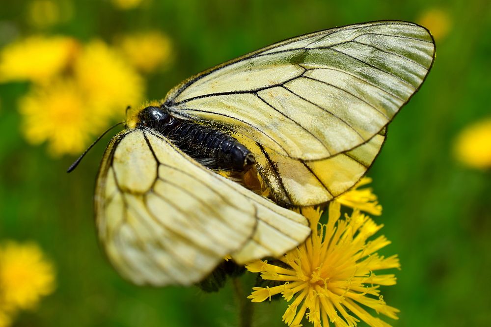Белая бабочка Aporia crataegi