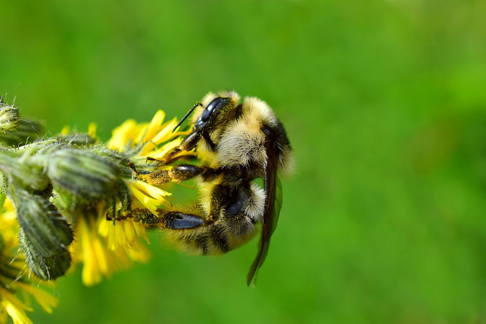 Дальневосточный шмель Bombus