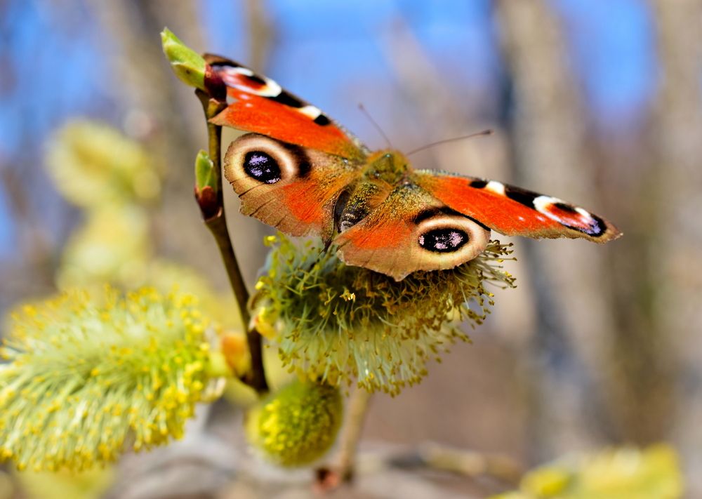 Живая весна