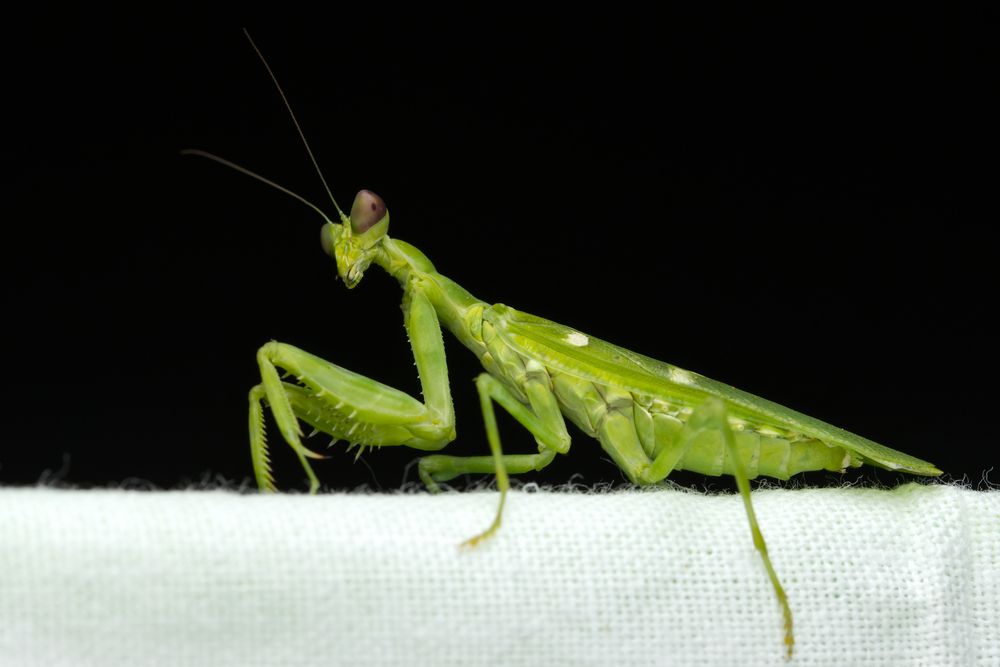 Фотография автора Ashir Kumar