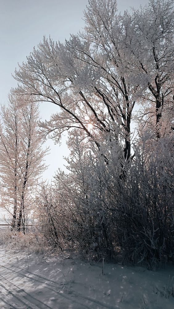 Photo #11915604
