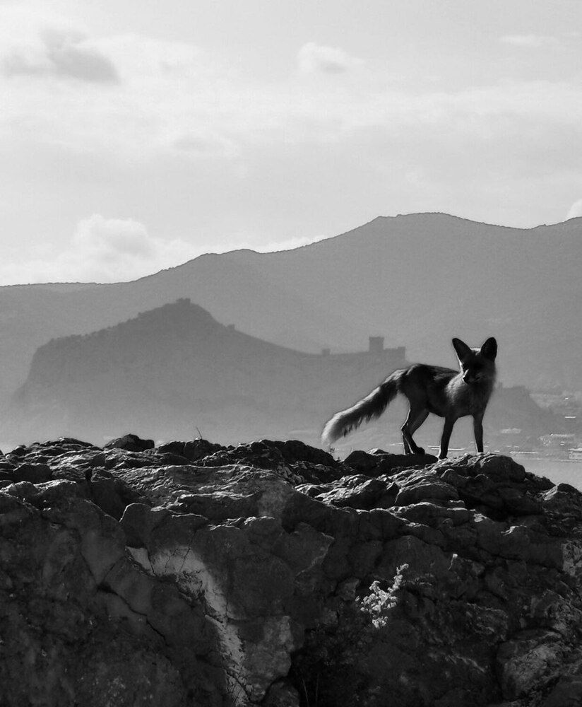 Фотография автора Андрей Богданов