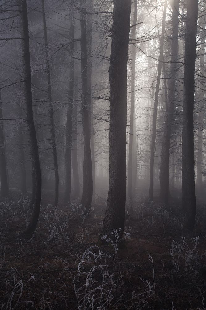 Fog forest