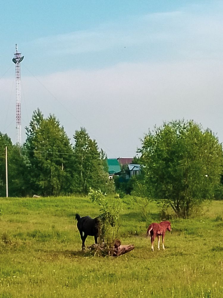 Photo #11915852