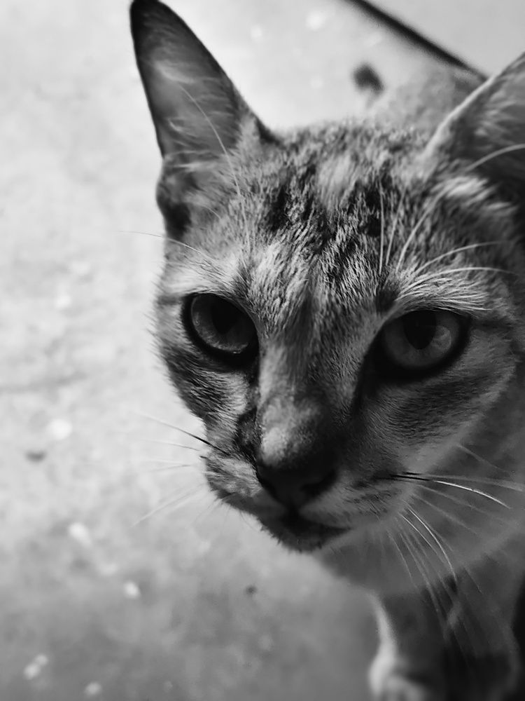 Photograph by Sayyid Mujthaba