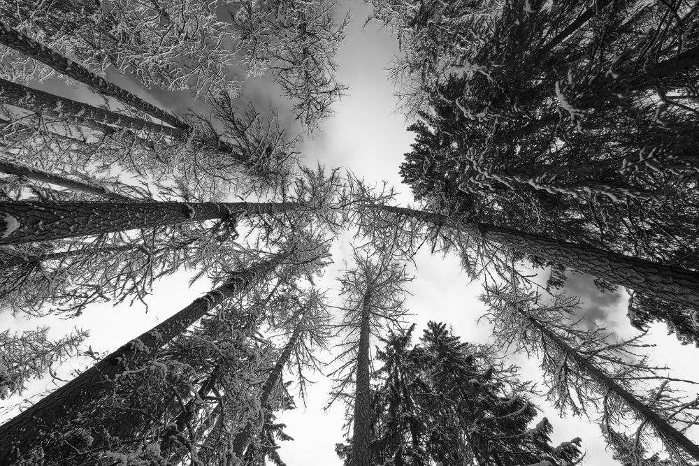 Зимняя Роща