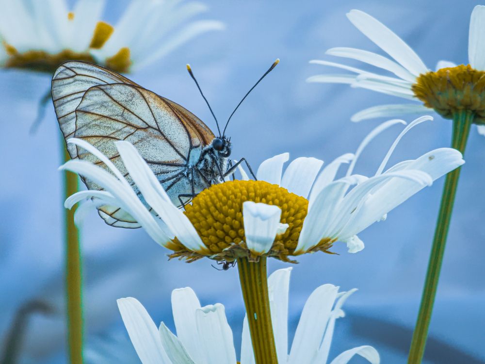 Photograph by Konstantin Martynov