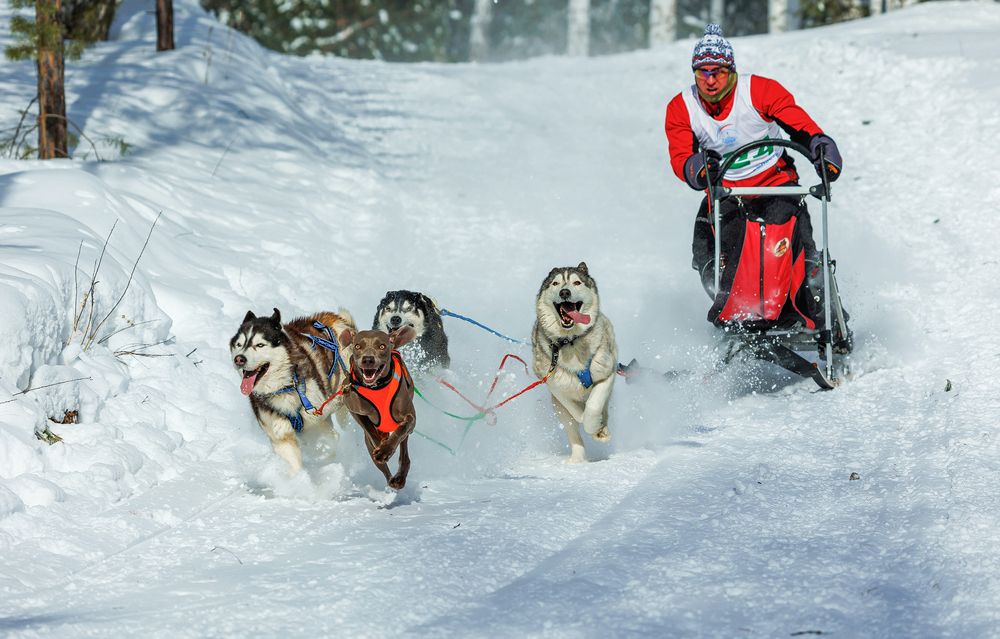 Фотография автора Олег Каргаполов