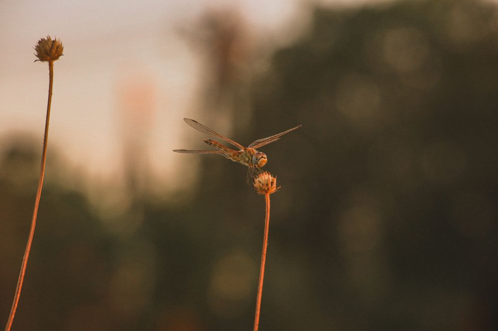 Photograph by Христина Сергейчик