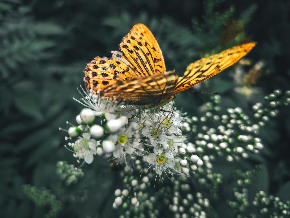 Photograph by Александра Петрова