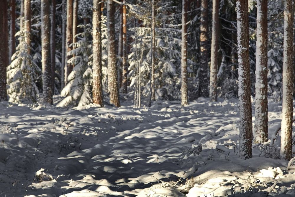 игра теней в заснеженном лесу