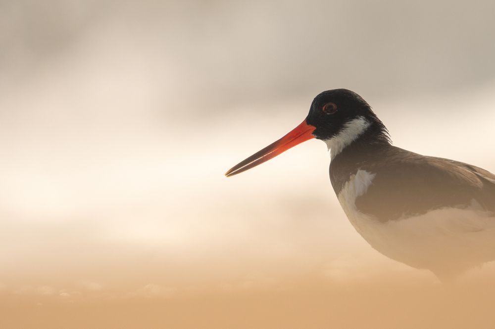 Eurasian Oystercatcher