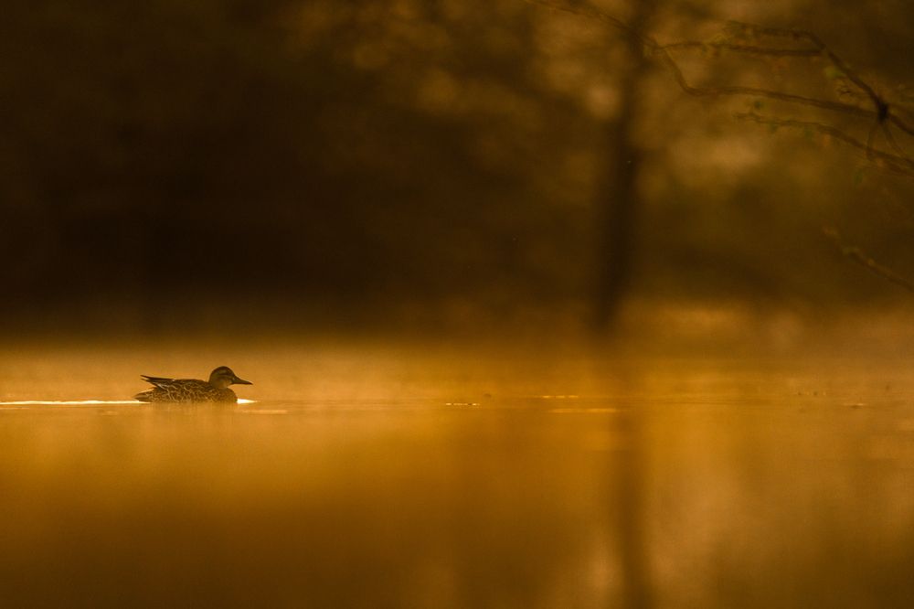 Golden Hour Serenity