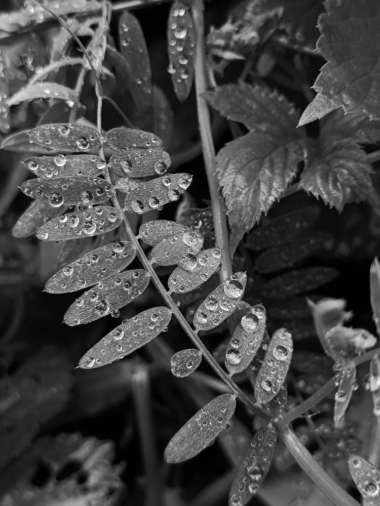 Photograph by Карина Слабкая