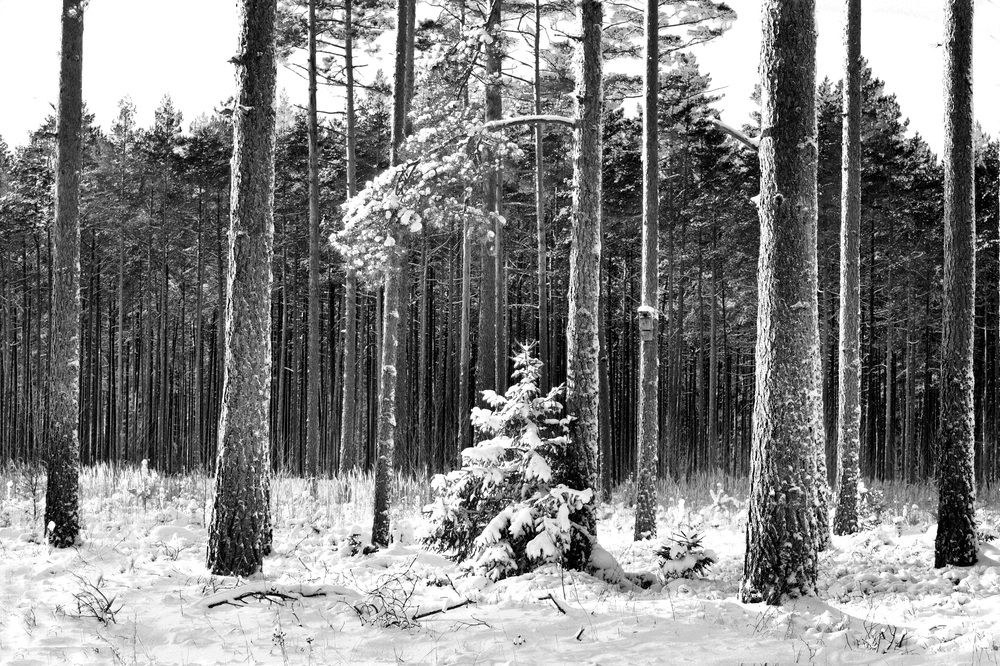 Рождественская елка среди сосен