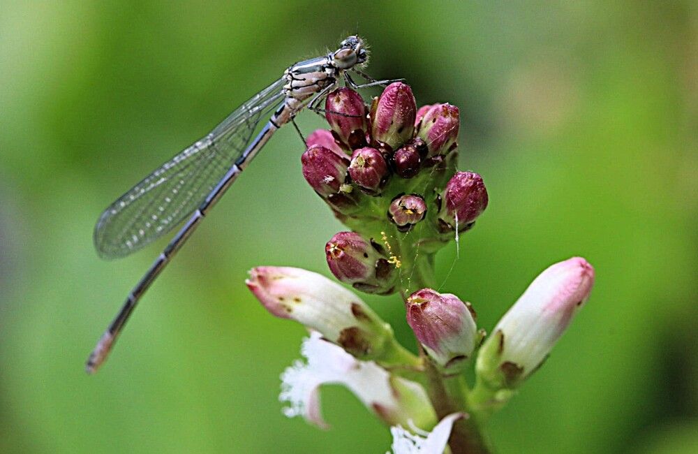 Фотография автора caroline martin (dony)
