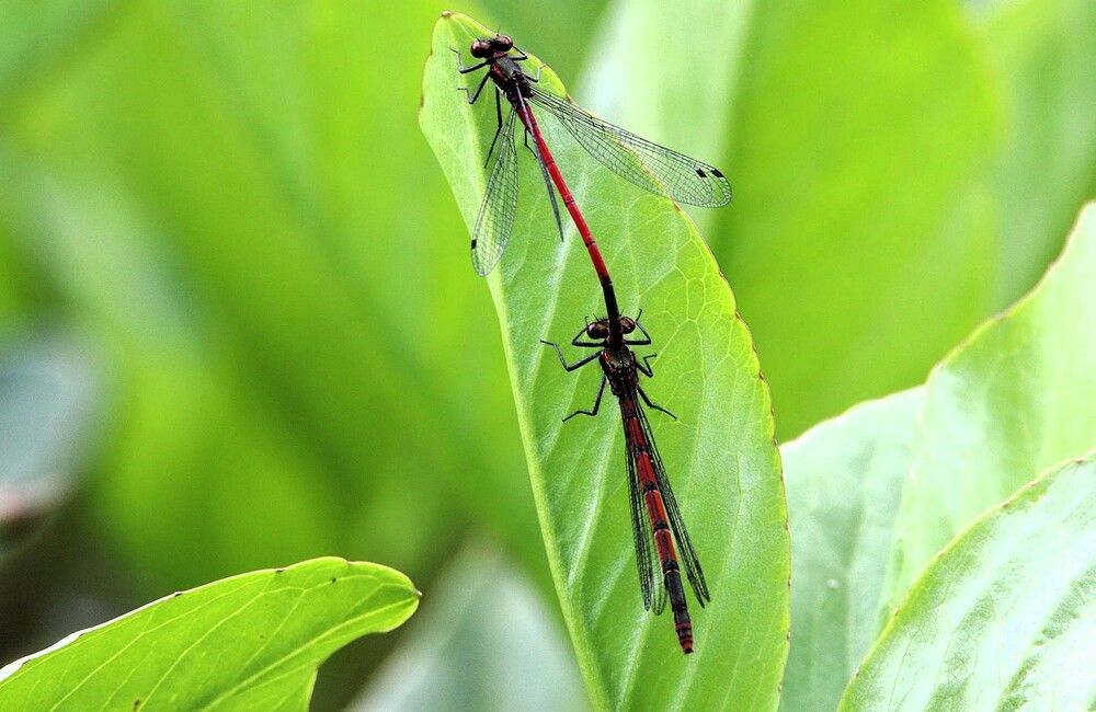 Фотография автора caroline martin (dony)