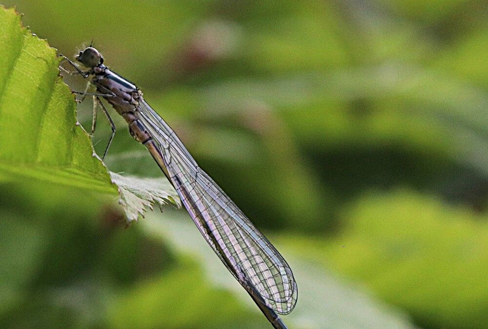 Фотография автора caroline martin (dony)