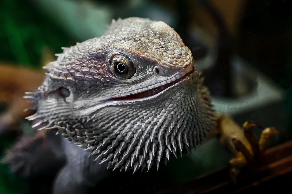 Фотография автора Олег Каргаполов