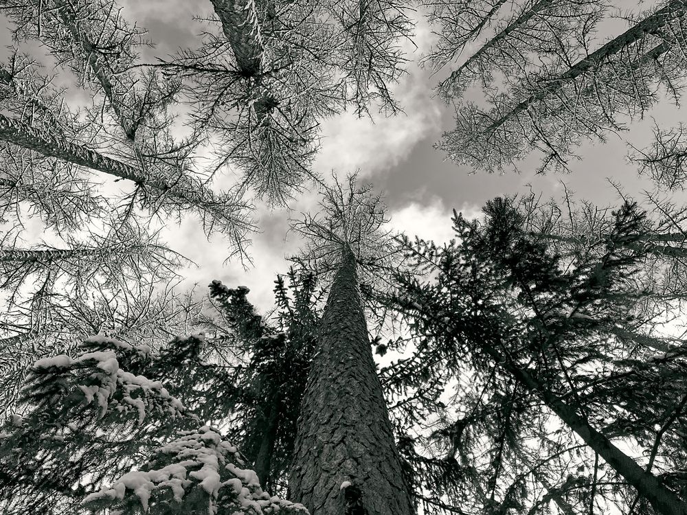 Лиственницы