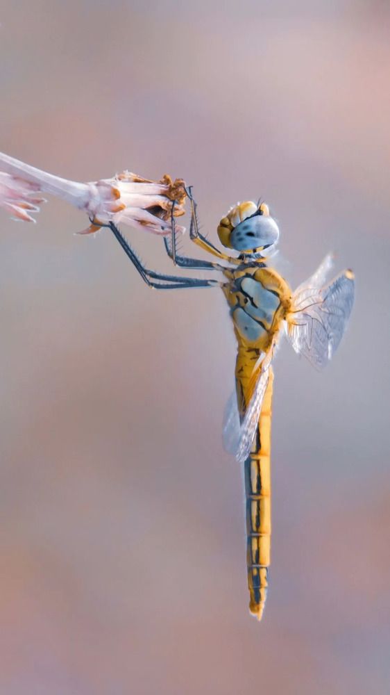 Photograph by Оджи Мила