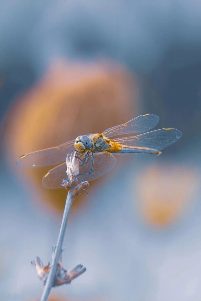 Photograph by Оджи Мила