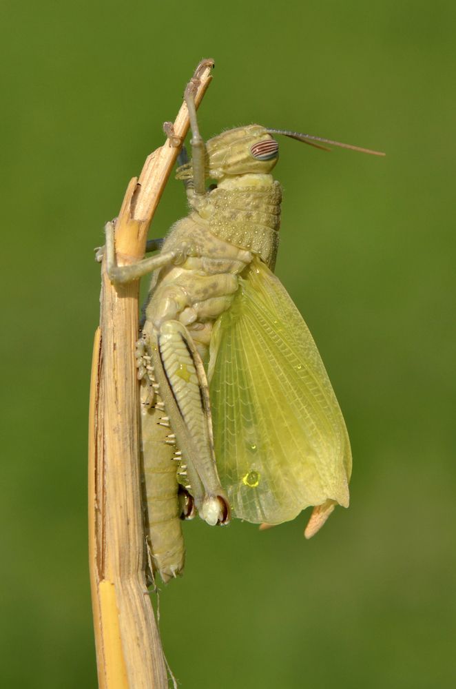 Фотография автора Ibrahim Alkan