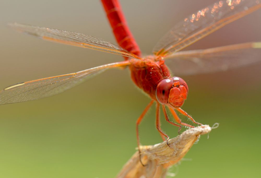 Фотография автора Ibrahim Alkan