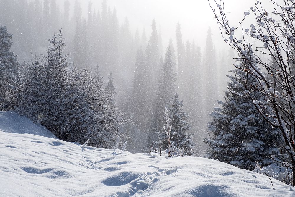 Photograph by Алексей Баженов