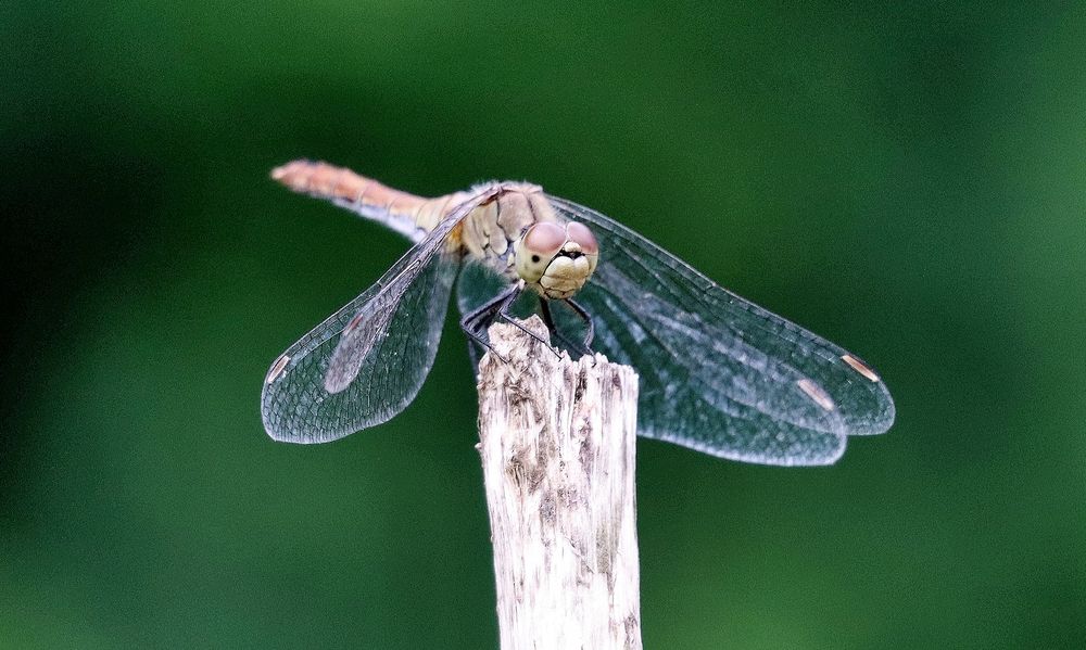 Photograph by Павел Nikulochkin