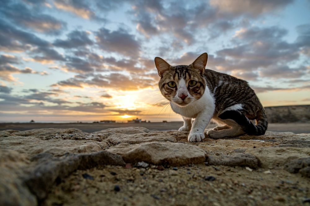 Фотография автора Karim Shokair