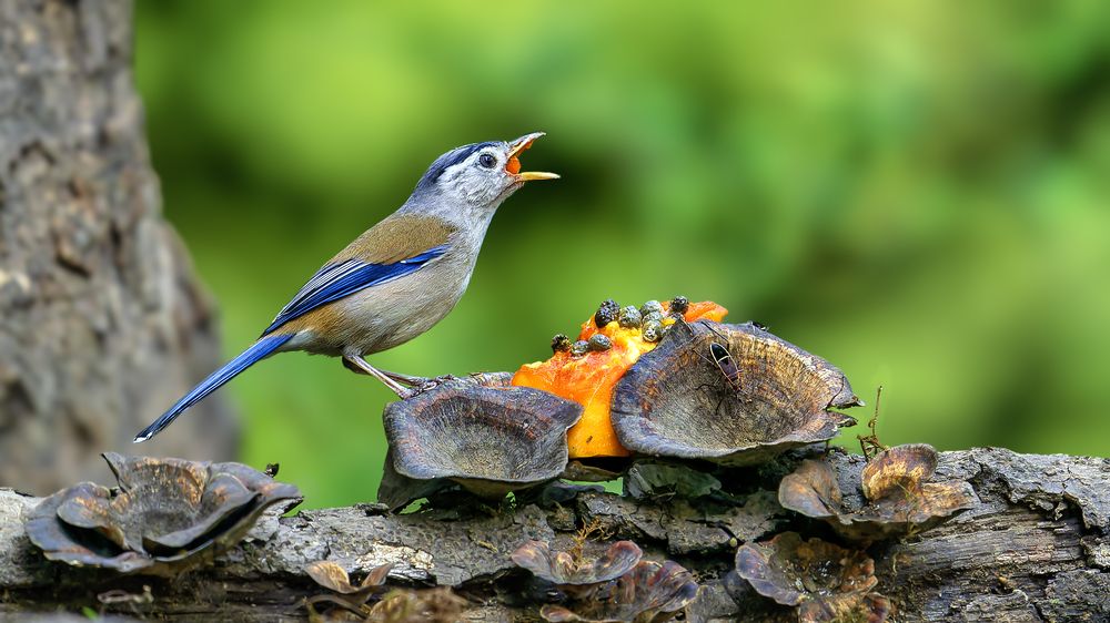 Photograph by Samir Sachdeva